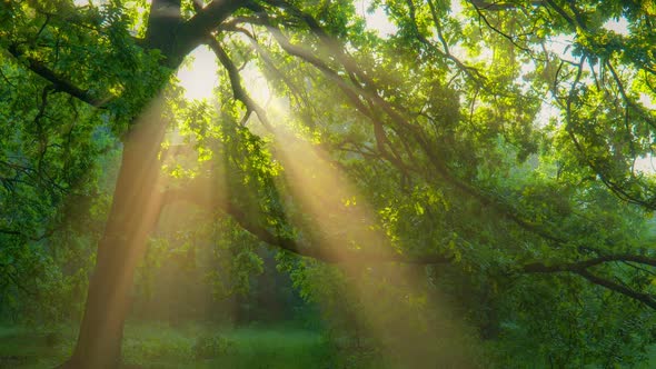 Morning Sun Rays Emerging Though the Green Oak Tree Branches. Green Forest with Warm Sunbeams