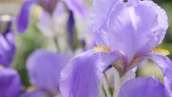 Purple Iris germanica  flower plant shallow DOF 4K 3840X2160  30fps UltraHD footage - Shallow DOF Ge
