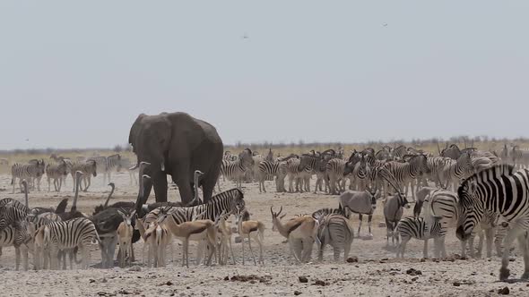 waterhole with Elephants, zebras, springbok and oryx