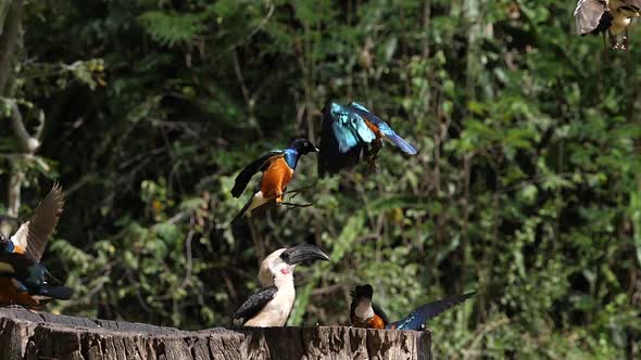 Birds at the Feeder, Superb Starling, Red-billed Hornbill, African Grey Hornbill, Group in flight