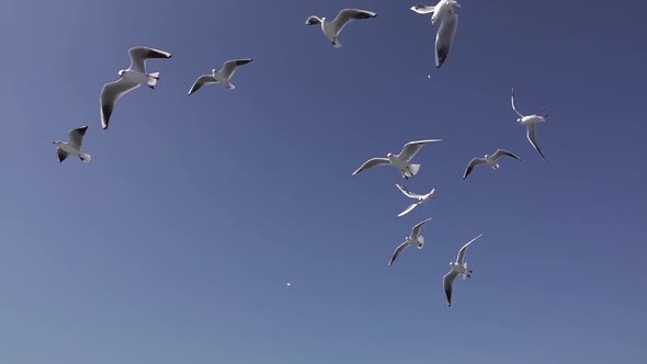 Flock Of Seagulls Flying Across The Sky 