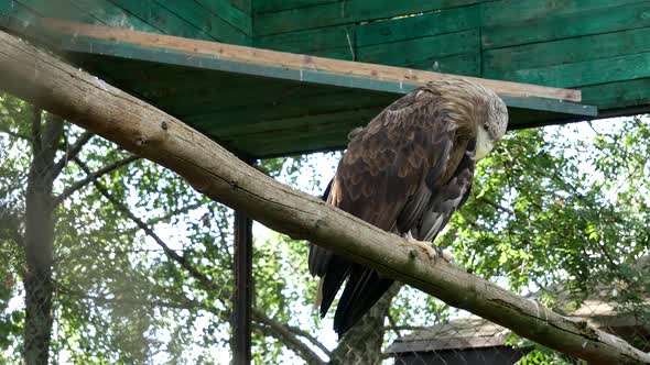 White Tailed Eagle Sits On A Branch In The Aviary.