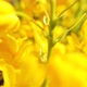Close up of colored flowers of canola. Blooming yellow flower. Soft bright background - VideoHive Item for Sale