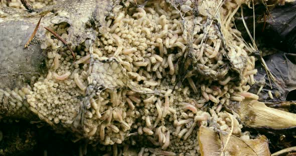 Close up of a pile of maggots.