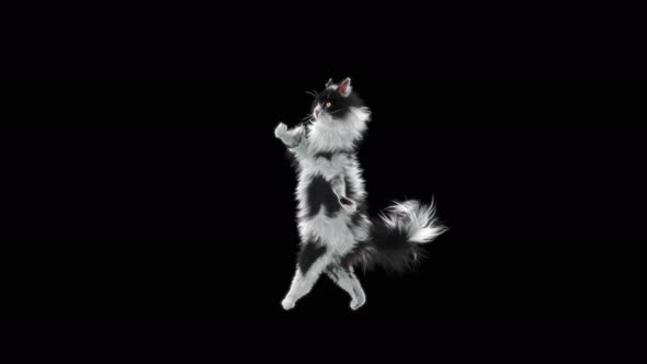 Cat Dancing 4K