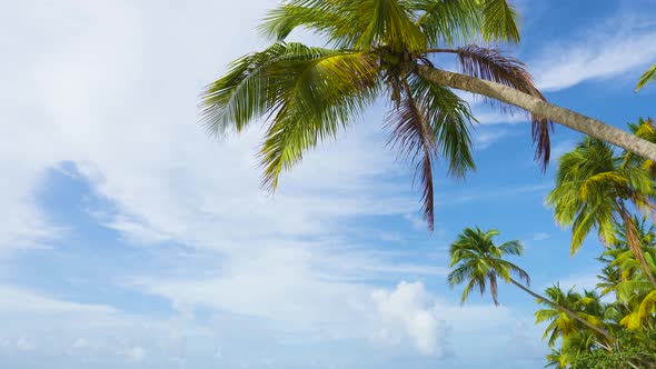 Palm Trees In Sky. Summer Tropical Background