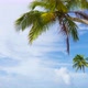 Palm Trees In Sky. Summer Tropical Background - VideoHive Item for Sale