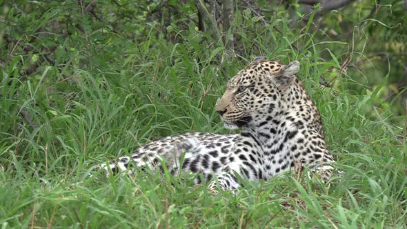 Close up of leopard resting in lush green grass. Static