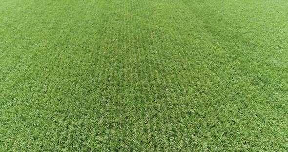 Inland sugar cane cultivation in São Paulo, Brazil. Aerials with drone in 4k.