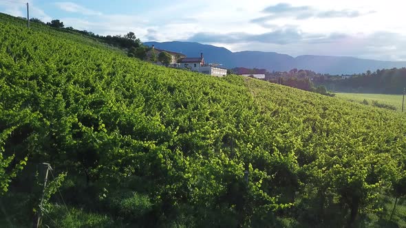 Vineyards with rural houses in Italy during a sunny summer day. Aerial drone shot of the green hills