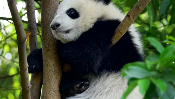 Baby Panda Resting on the Tree. A Funny Panda Bear Falling Asleep Sitting on a Tree in the Green