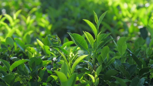 Slow Motion Along Fresh Tea Bushes on Plantation Closeup