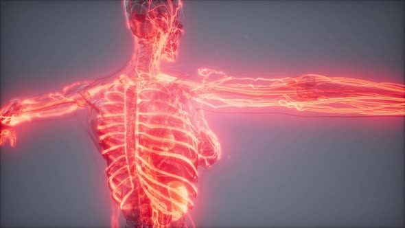 Blood Vessels of Human Body alt