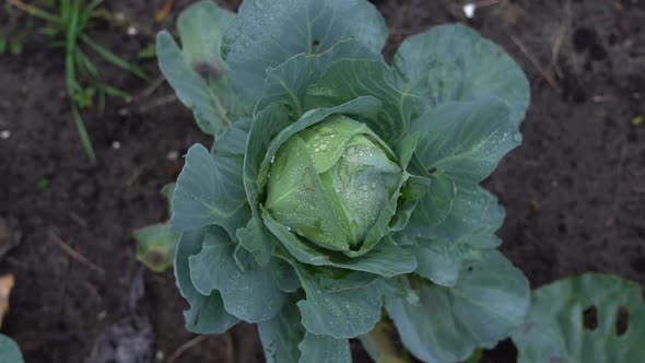 Beautiful Head of White Cabbage in Raindrops in the Garden