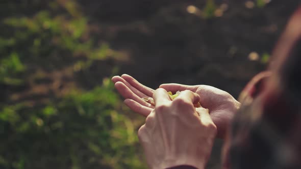 Farmer Pulls Corn Grain Seeds In The Palm Of His Hand, Selection Of Defective Corn Kernels Before