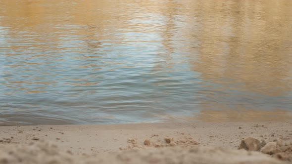 Horse Walks Along River Bank in Water Raises Splashes Beautiful Background Screensaver and Footage