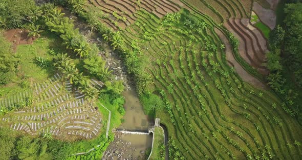 CInematic aerial shot showing dried river surrounded by rice fields and palm tree plantation during