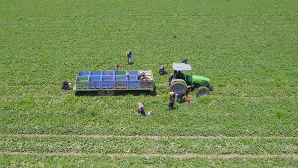 Melon's Harvest At Sdot Negev Israel