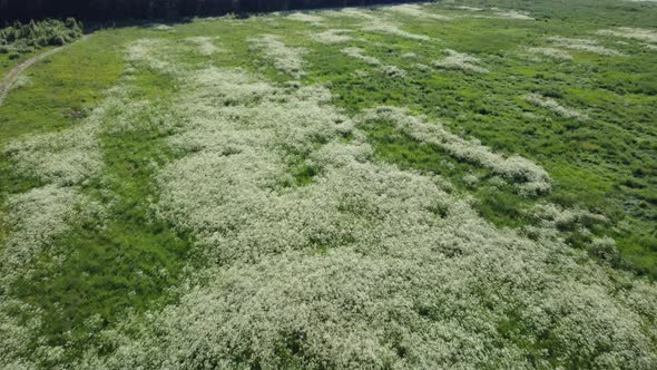 Flying Over a Field with White Flowers