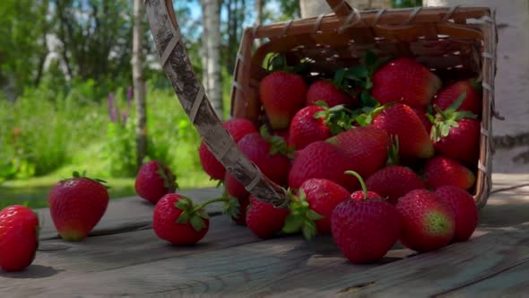 Birch Basket Full of Large Juicy Strawberries Falling Slowly on the Wooden Table