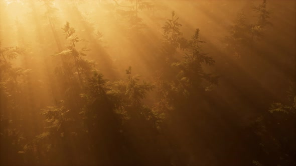 Aerial Sunrays in Forest with Fog alt