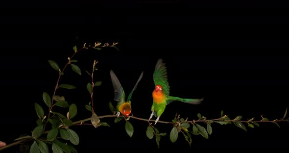 Fischer's Lovebird, agapornis fischeri, Pair standing on Branch, taking off, in flight