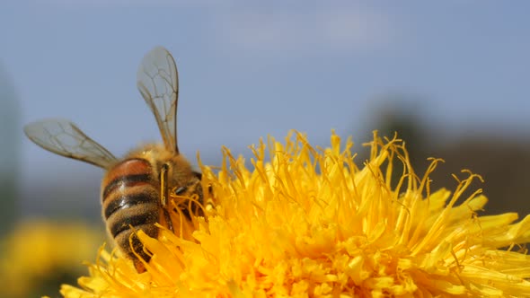 Close up of bee during work in dandelion with blurred background