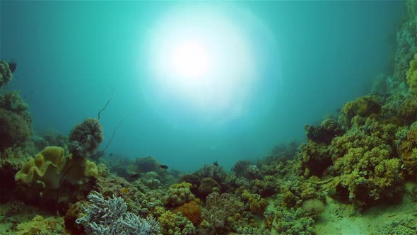 Coral Reef and Tropical Fish