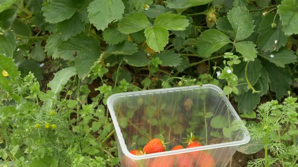 Human Hand Puts Red Strawberries Into Plastic Container