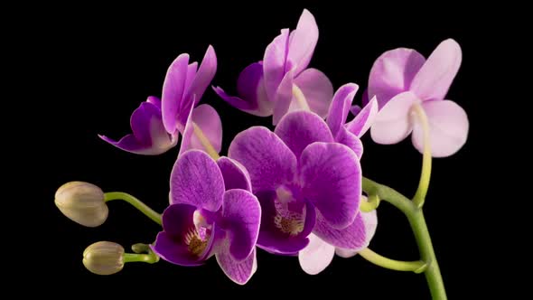 Blooming Purple Orchid Phalaenopsis Flower