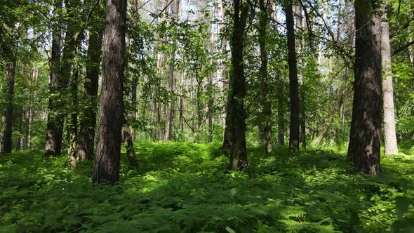 Trees in the Forest By Summer Day