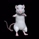 White Rat Dancing - VideoHive Item for Sale