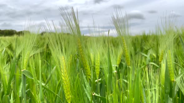 Ascend close up shot of green barley field waving in wind and dark cloudscape at sky. Background out