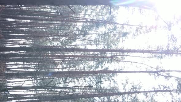 Vertical Video of Trees in a Pine Forest Slow Motion