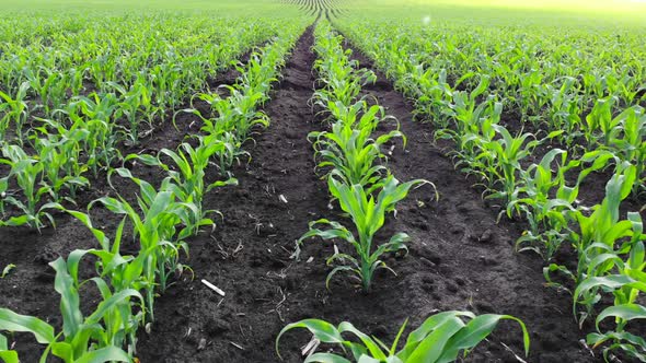 A Field with Young Corn Shoots