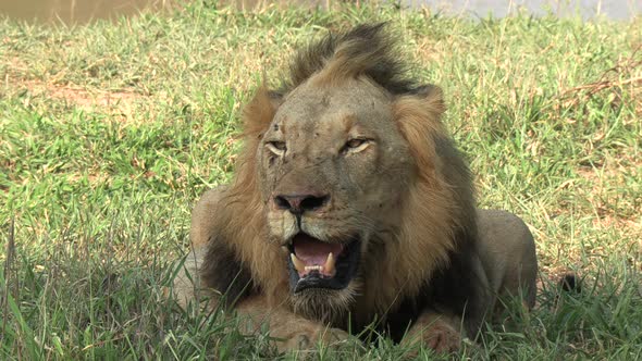 A male lion panting heavily under the hot African summer sun.