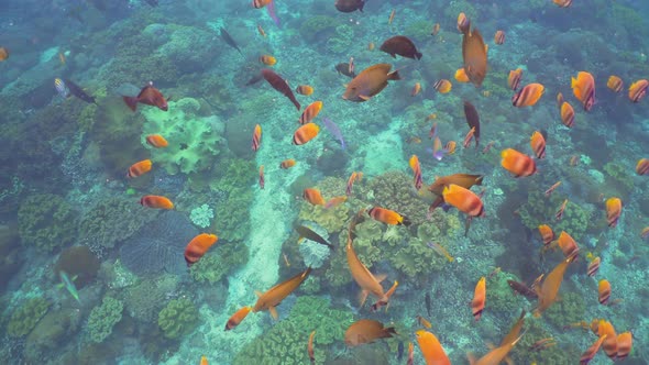 Coral Reef and Tropical Fish