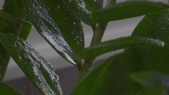 Wet Home Plants After Spraying Closeup