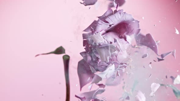 Super Slow Motion Shot of Frozen Violet Rose Explosion at 1000Fps