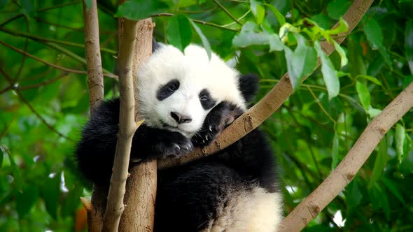 Giant Panda Bear Cub on a Tree