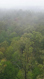 Vertical Video Fog in the Forest Aerial View