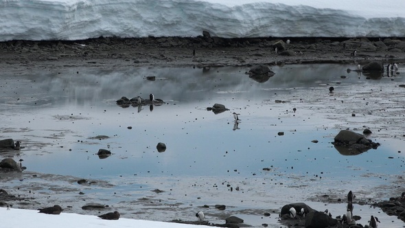 Penguins in Antarctica. A lot of penguins resting on the rocks at Hope Bay. Antarctic Peninsula.