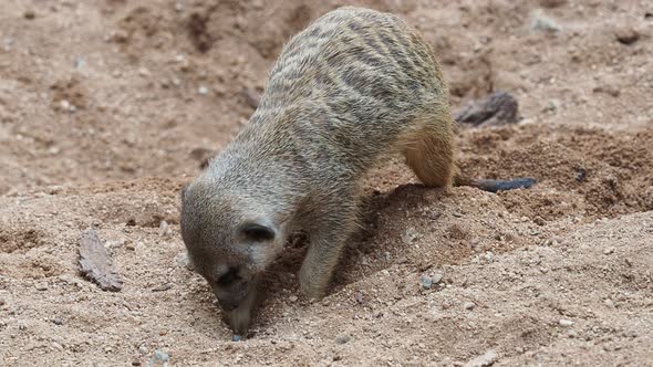 The meerkat digs a hole.