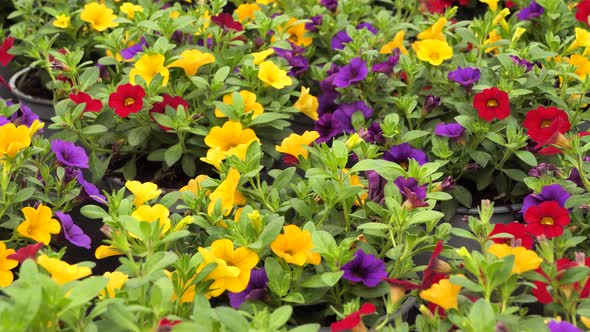 Mini petunia colorful flowers