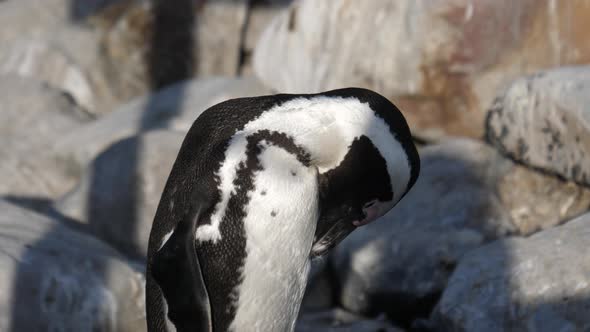 Close up from a penguin preening his feathers