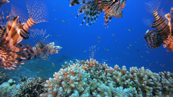 Tropical Underwater Reef Lionfish