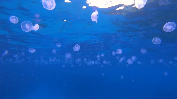 Underwater Blue Sea Water Jellyfish