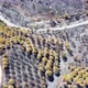 Aerial drone view of burned forest next to the road. Dark land and black trees caused by fire. - VideoHive Item for Sale