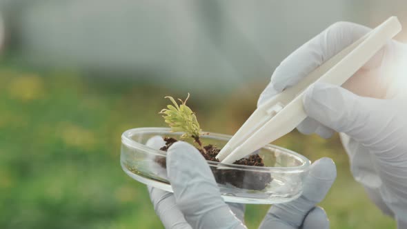 Scientist Examining Seedling Sample