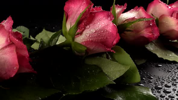 Red Roses on a Black Background